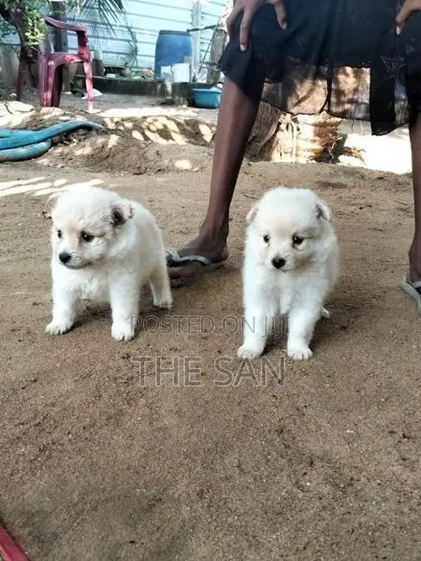Lion Pomeranian