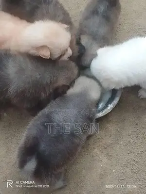 Lion Pomeranian