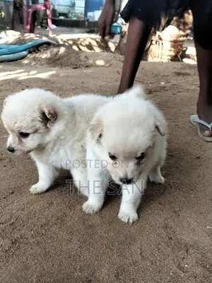 Lion Pomeranian