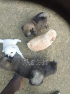 Lion Pomeranian