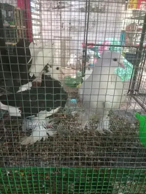 Pigeons