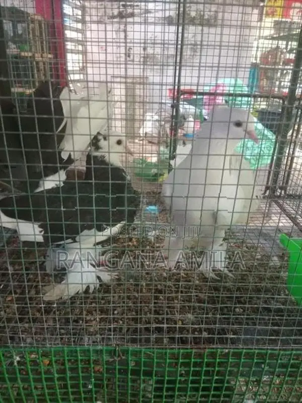 Pigeons