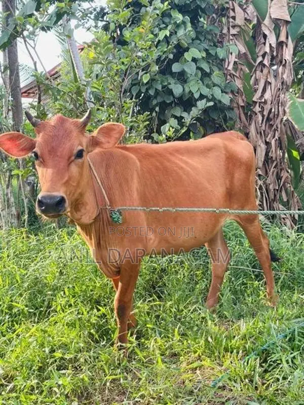 Jersy Bangali Cow
