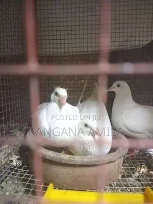 Pigeons
