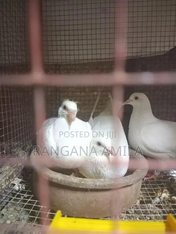 Pigeons