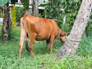 Jersy Bangali Cow