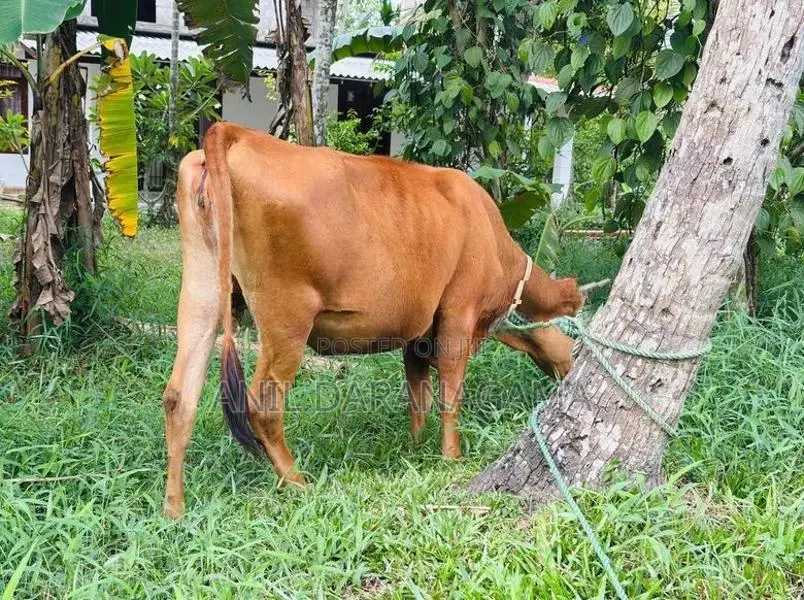 Jersy Bangali Cow