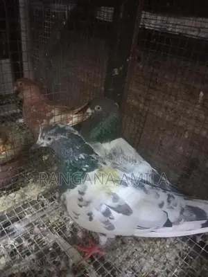 Pigeons