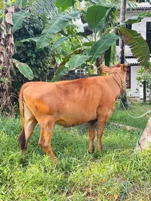 Jersy Bangali Cow