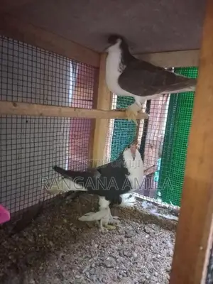 Pigeons