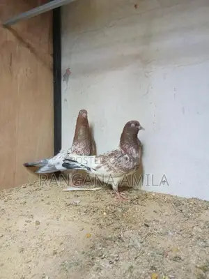 Pigeons