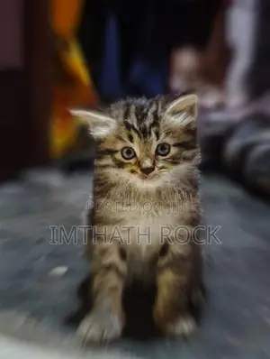 Persian Cat