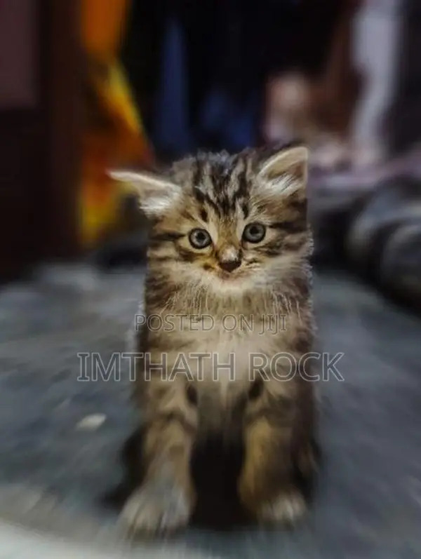 Persian Cat