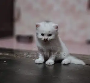 Persian Cat