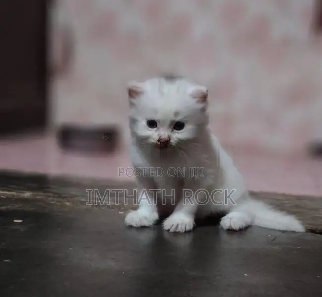 Persian Cat