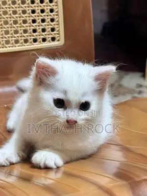 Persian Cat