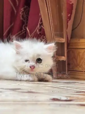 Persian Cat