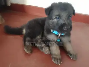 German Shepherd Puppies