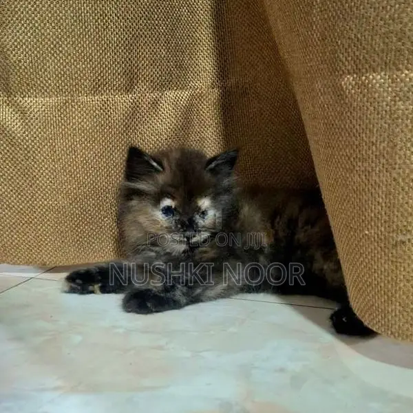 Persian Cat