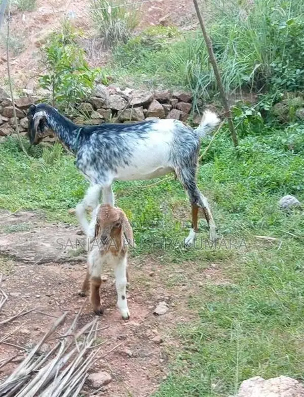 Goats