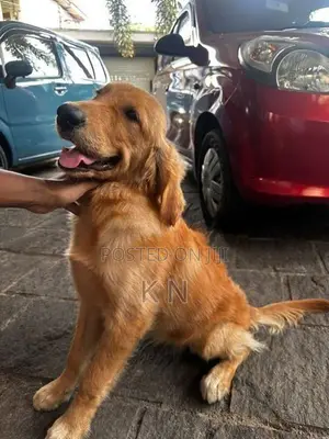 Golden Retriever Puppy