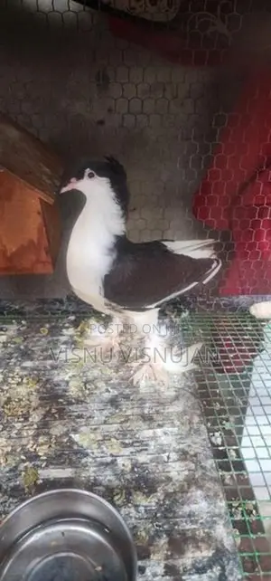 Lahore Pigeon