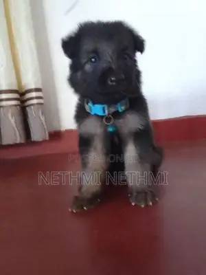 German Shepherd Puppies