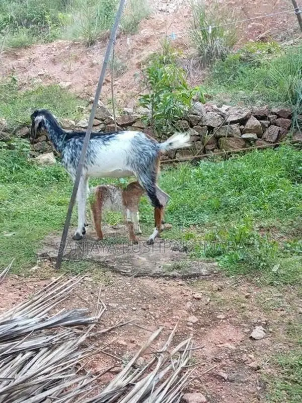 Goats