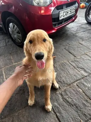 Golden Retriever Puppy
