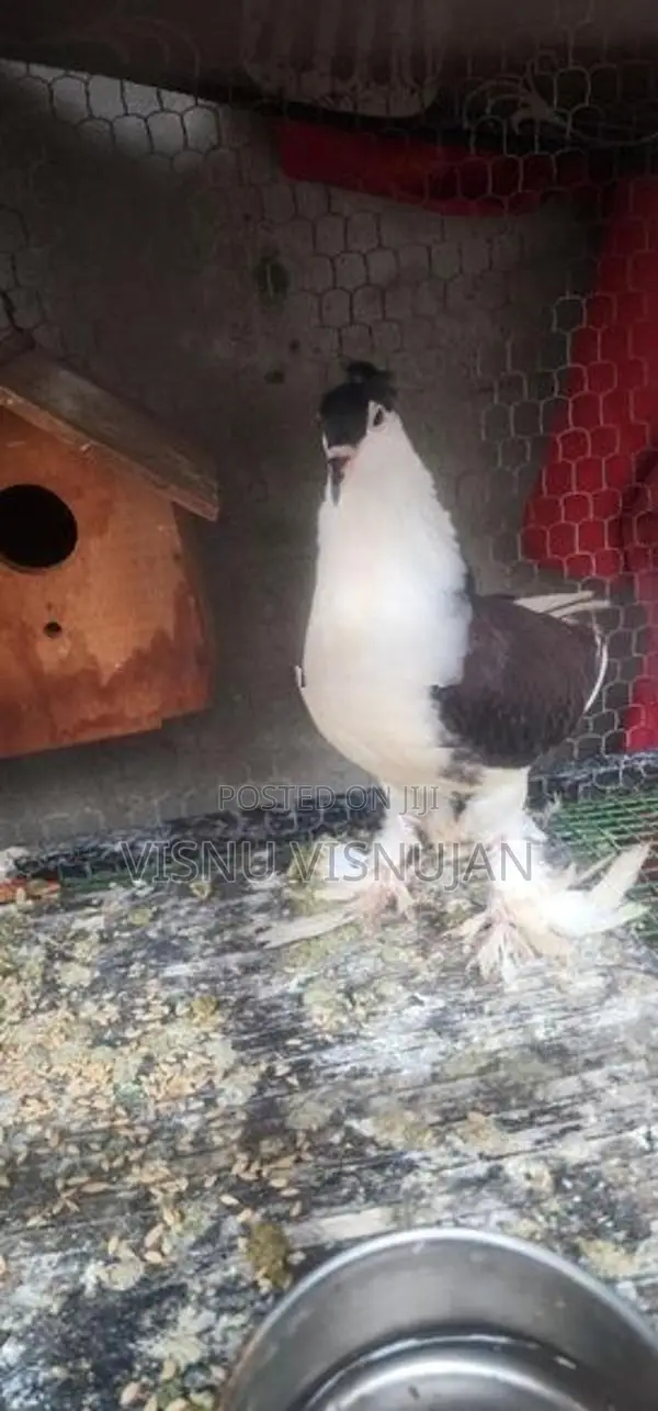 Lahore Pigeon