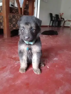 German Shepherd Puppies