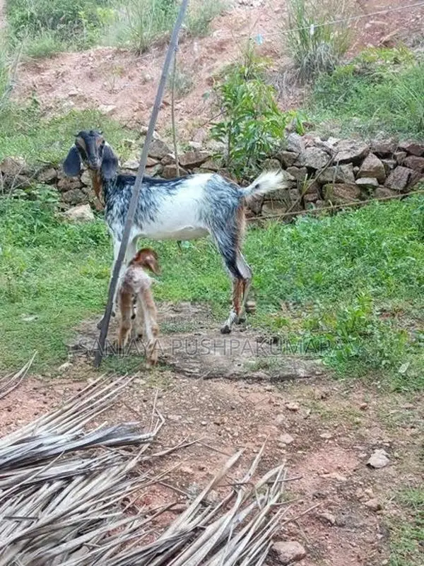 Goats