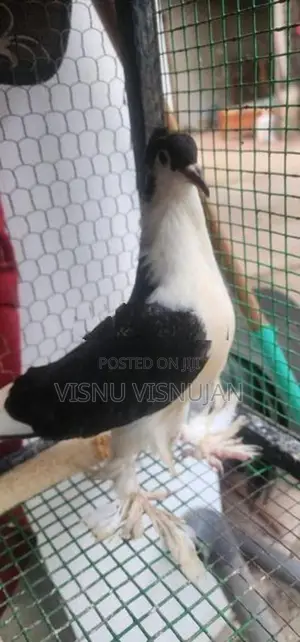 Lahore Pigeon