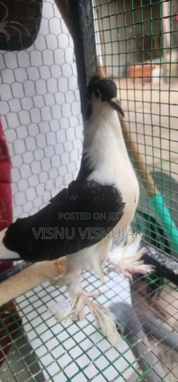 Lahore Pigeon
