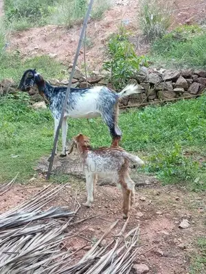 Goats