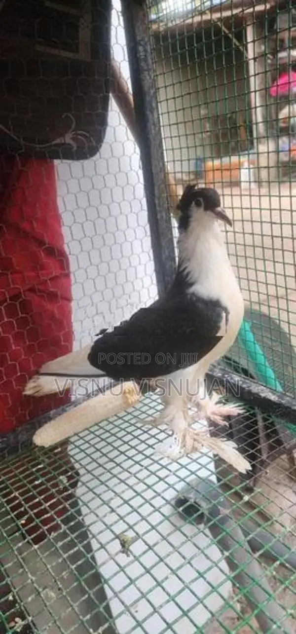 Lahore Pigeon