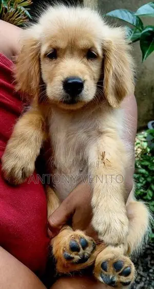 Golden retriever
