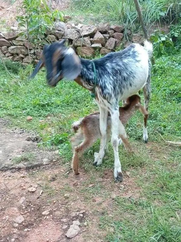 Goats