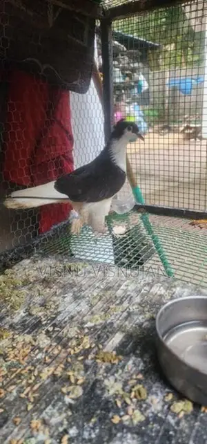 Lahore Pigeon
