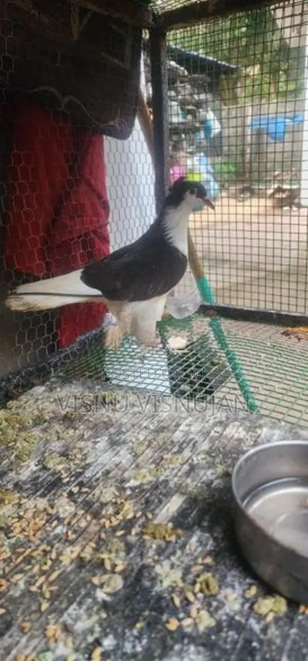 Lahore Pigeon