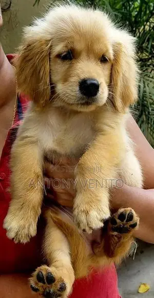 Golden retriever