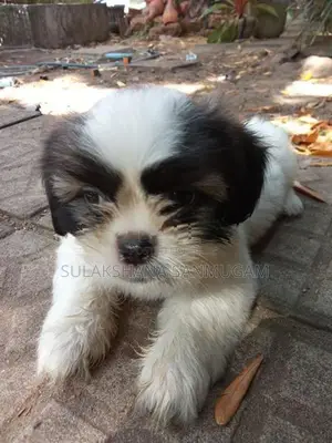 Shih Tzu Puppies