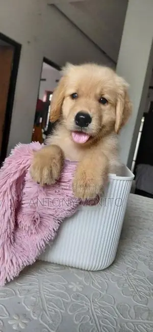 Golden retriever