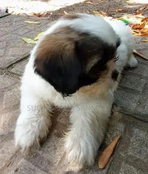 Shih Tzu Puppies