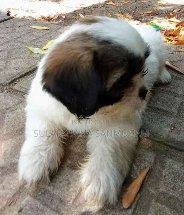 Shih Tzu Puppies