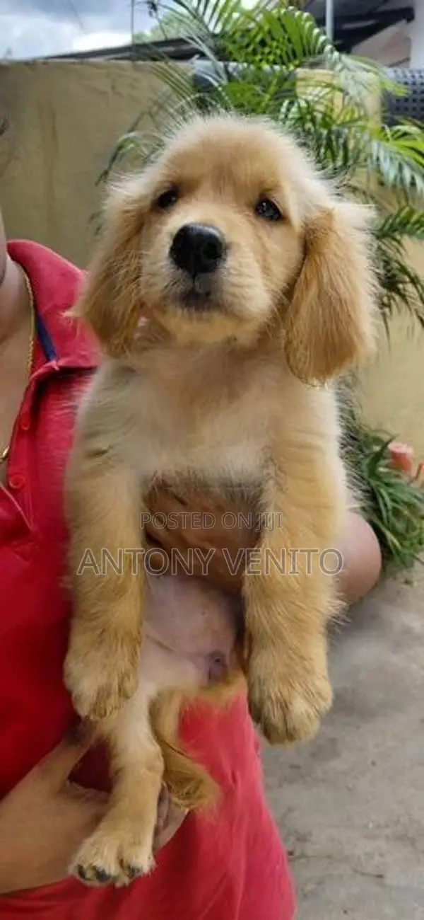 Golden retriever