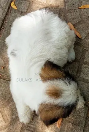 Shih Tzu Puppies