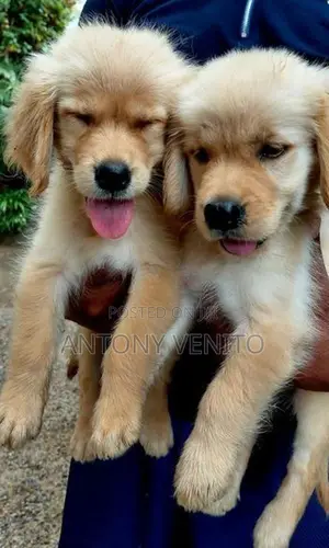 Golden retriever
