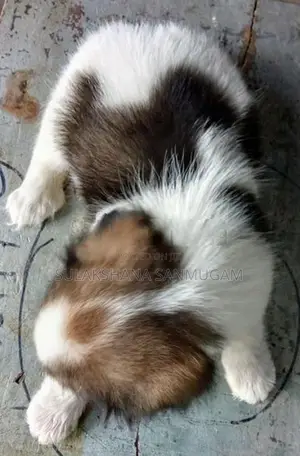 Shih Tzu Puppies