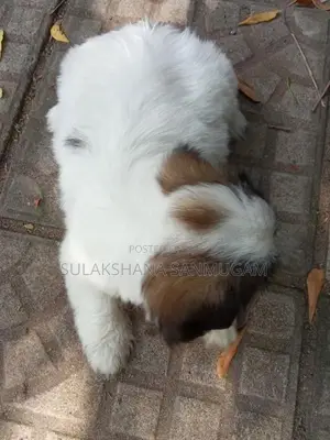 Shih Tzu Puppies